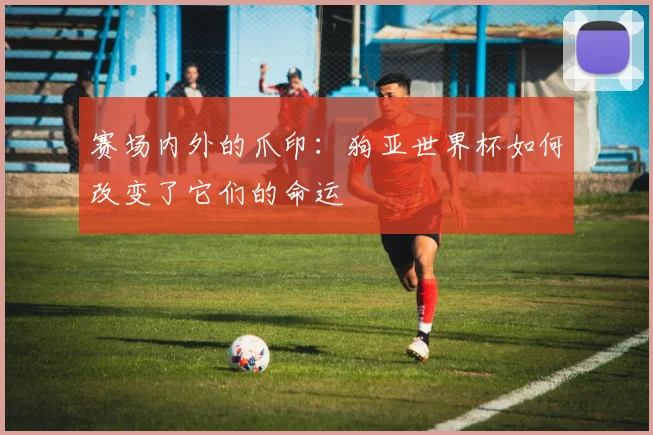 赛场内外的爪印：狗亚世界杯如何改变了它们的命运